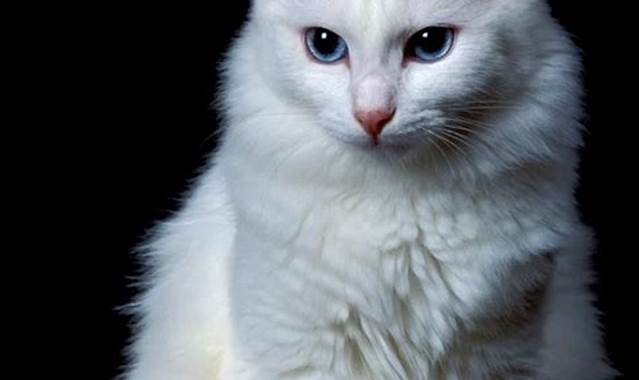 Karakter Kucing Angora